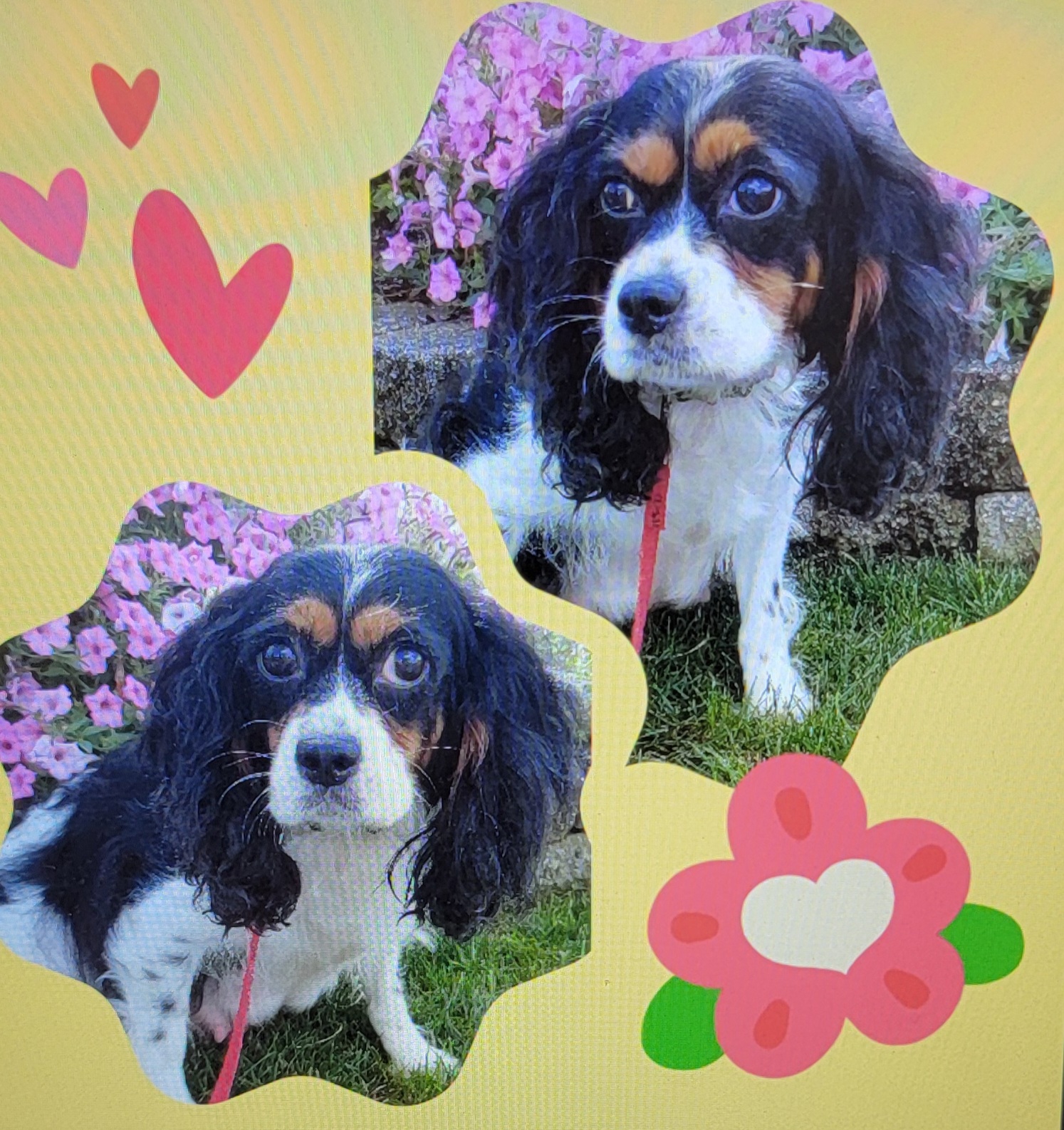 puppy, for, sale, Cav - A - Chon, Loren & Elaine  Nolt, dog, breeder, East Earl, PA, dog-breeder, puppy-for-sale, forsale, nearby, find, puppyfind, locator, puppylocator, aca